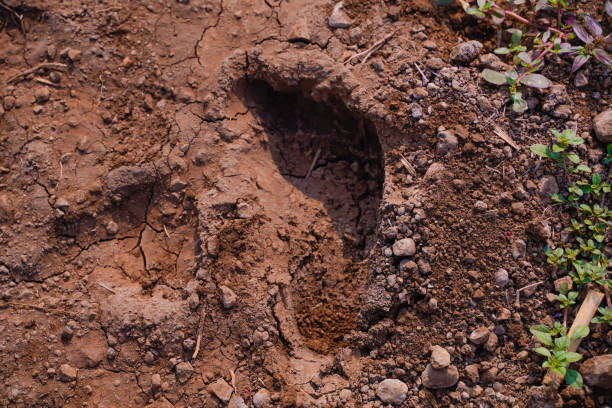 istock leg footprint in agriculture  field 1201787737