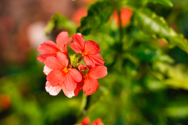 Crossandra flower in indian field