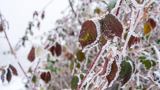 Icy leaves on a bush