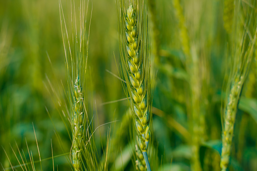 Green wheat farm in India