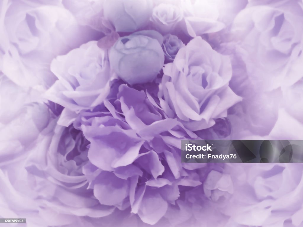 Fondo Floral Vintage De Color Púrpura Claro Fondos De Pantalla De Flores De Peonía Púrpura Claro Y Rosas Composición Floral Primer Plano Naturaleza Foto de stock y más banco de imágenes de Fondo Floral Vintage De Color Púrpura Claro Fondos De Pantalla De Flores De Peonía Púrpura Claro Y Rosas Composición Floral Primer Plano Naturaleza Foto de stock y más banco de imágenes de