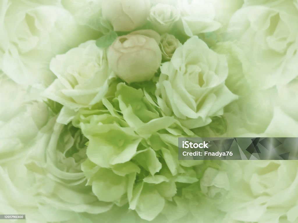 Fondo Verde Claro Vintage Floral Fondos De Pantalla De Flores De Peonía Verde Claro Y Rosas Composición Floral Primer Plano Naturaleza Foto de stock y más banco de imágenes de Amarillo - Fondo Verde Claro Vintage Floral Fondos De Pantalla De Flores De Peonía Verde Claro Y Rosas Composición Floral Primer Plano Naturaleza Foto de stock y más banco de imágenes de Amarillo -