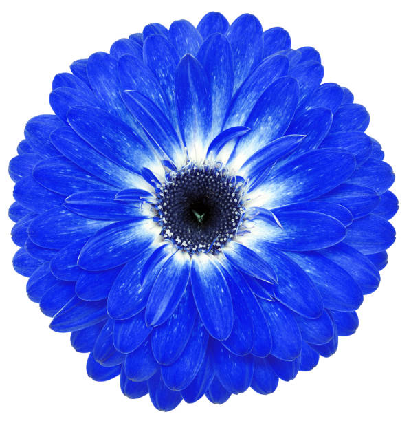 istock flower blue gerbera. Flower isolated on a white background. No shadows with clipping path. Close-up. Nature. 1201791447