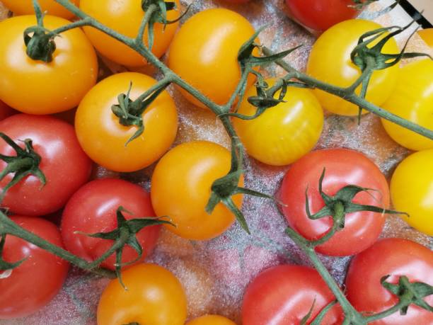 mélange de tomates rouges et jaunes dans la boîte - heirloom tomato food tomato crate photos et images de collection