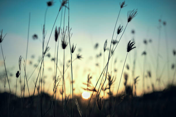 istock Beautiful Nature Sunset Scenery under Shining Sunlight 1201792175