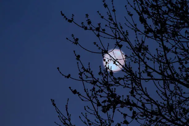 Photo of Muted moonlight through a Tree