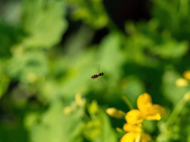 istock Little bee flying on the yellow flowers 1201794606