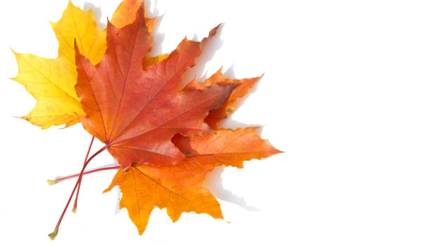 istock Texture background, pattern. Autumn colorful maple leaves. Maple is a common symbol of strength and endurance and was chosen as the national tree of Canada. 1201796609