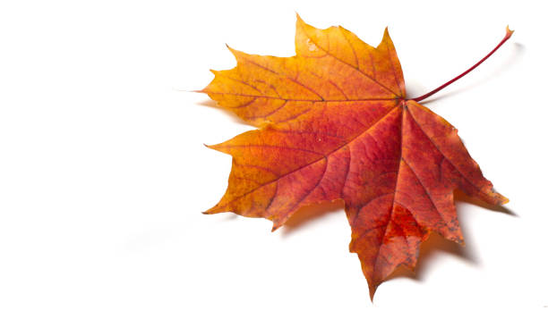 istock Texture background, pattern. Autumn colorful maple leaves. Maple is a common symbol of strength and endurance and was chosen as the national tree of Canada. 1201796621