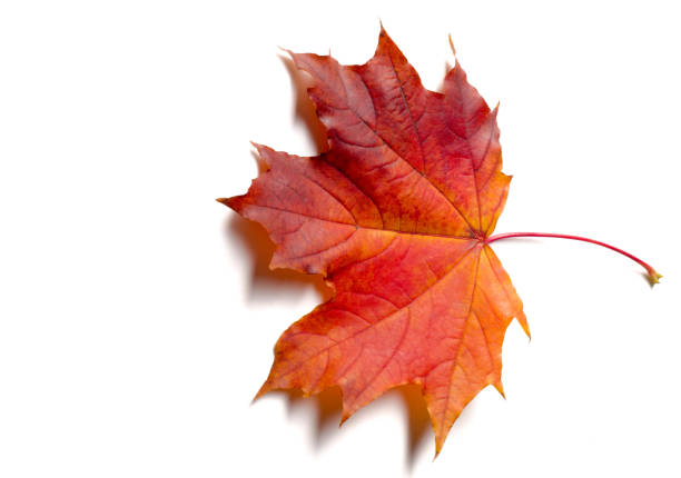 istock Texture background, pattern. Autumn colorful maple leaves. Maple is a common symbol of strength and endurance and was chosen as the national tree of Canada. 1201796707