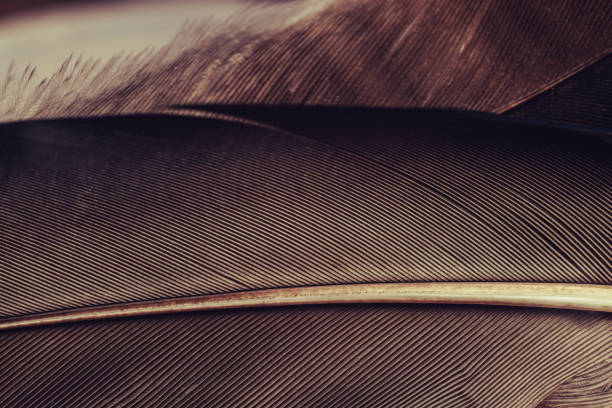 istock Close up Beautiful Bird feather pattern background for design texture. Macro photography view. 1201798819