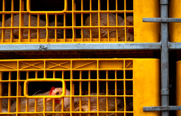 Chicken transport by truck from livestock farm to food factory. Poultry industry. Livestock transport by trailer. Chicken in yellow plastic crates. Animal cruelty concept. Chicken in cramped cage. Chicken transport by truck from livestock farm to food factory. Poultry industry. Livestock transport by trailer. Chicken in yellow plastic crates. Animal cruelty concept. Chicken in cramped cage. birdcage photos stock pictures, royalty-free photos & images