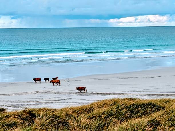 istock Cows Isle of Barra 1201801200