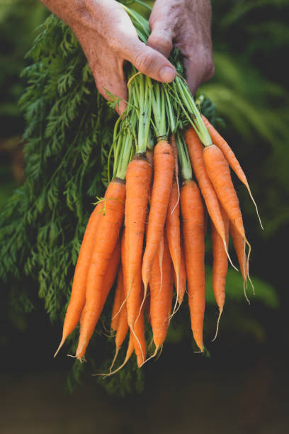 istock Bunch of carrots in human hands 1201802684