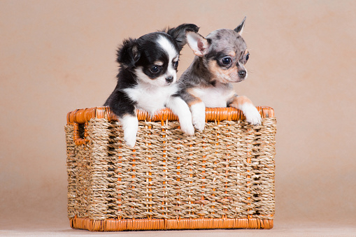 Two little cute chihuahua dogs, merle color, and black and white, smooth-haired and fluffy, sitting together in a wicker studio basket on a beige background