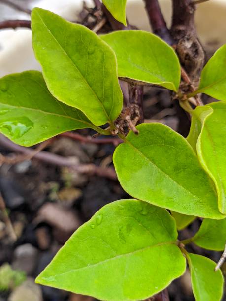 istock leaves of paper flower 1201803848