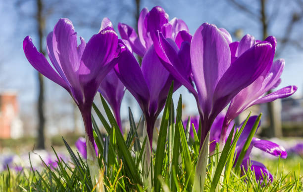istock Purple crocuses in the spring in the grass 1201804582