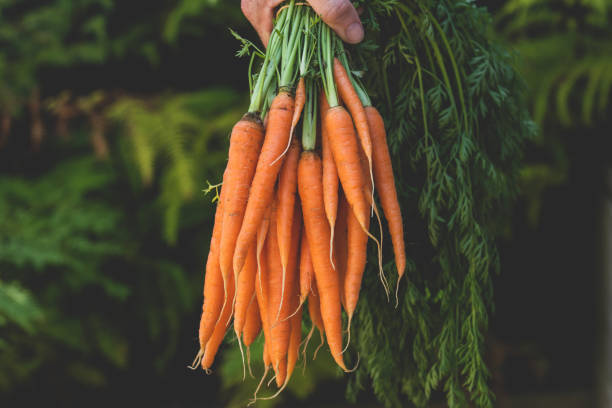 istock Farmer's hands holding bunch of carrots 1201804817