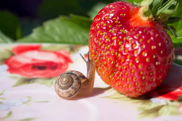 Photo of Snail and red strawberry