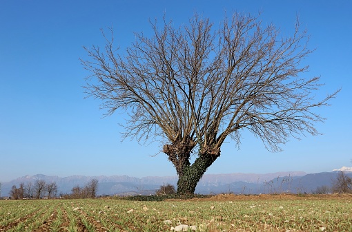 Large bare mulberry tree in a plain of North Italy on a cloudless sunny winter day. Morus Alba is the scientific name