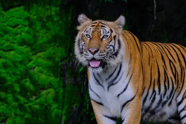 Photo of Beautiful Bengal tiger green tiger in forest show  nature.