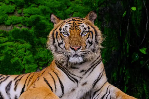 Photo of Beautiful Bengal tiger green tiger in forest show  nature.