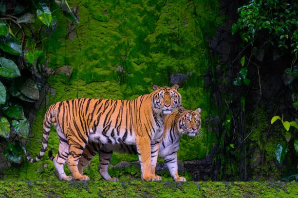 Photo of Beautiful Bengal tiger green tiger in forest show  nature.
