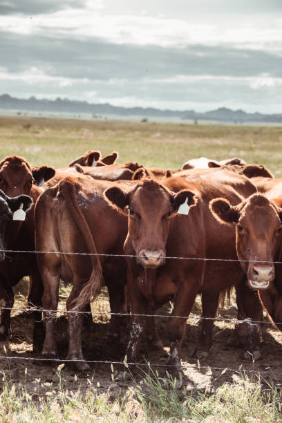 istock livestock in south dakota 1201809713