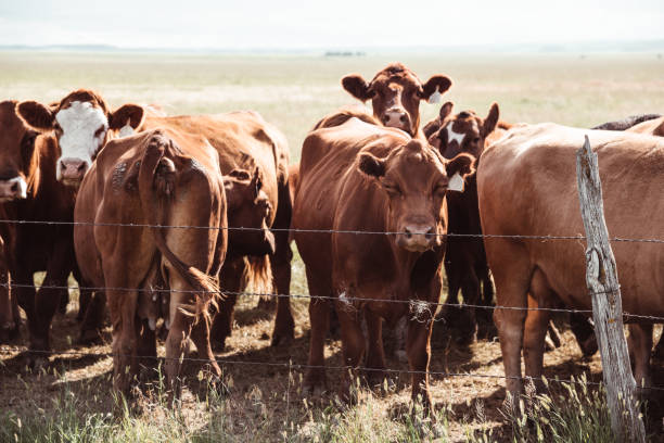 istock livestock in south dakota 1201809809