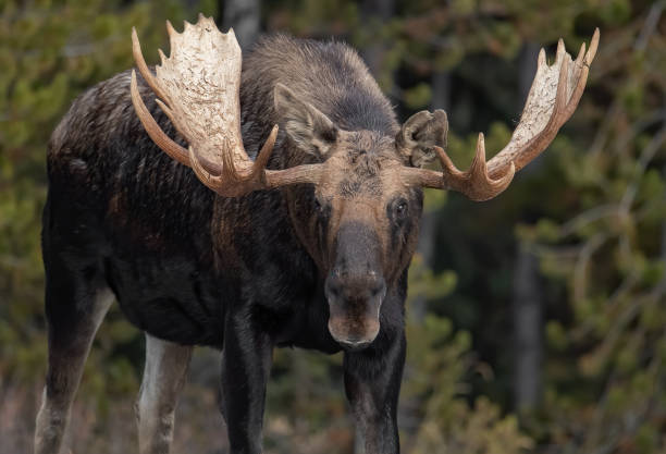 alce a jasper canada - canada moose winter snow foto e immagini stock