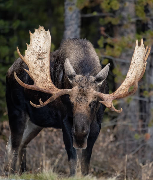 alce a jasper canada - canada moose winter snow foto e immagini stock