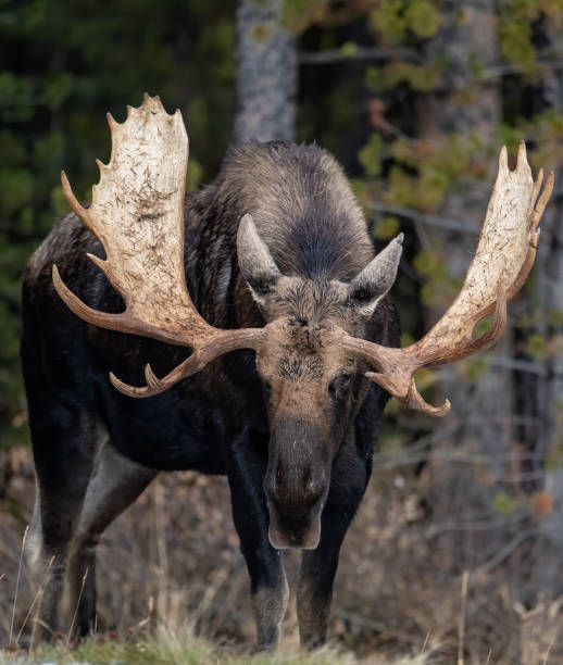moose in jasper canada - moose alberta canada wildlife imagens e fotografias de stock