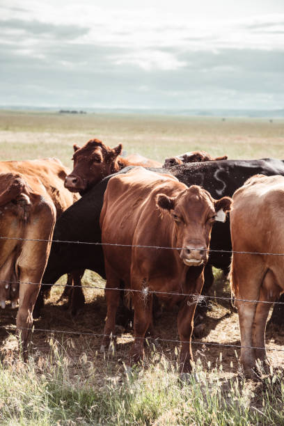 istock livestock in south dakota 1201810030