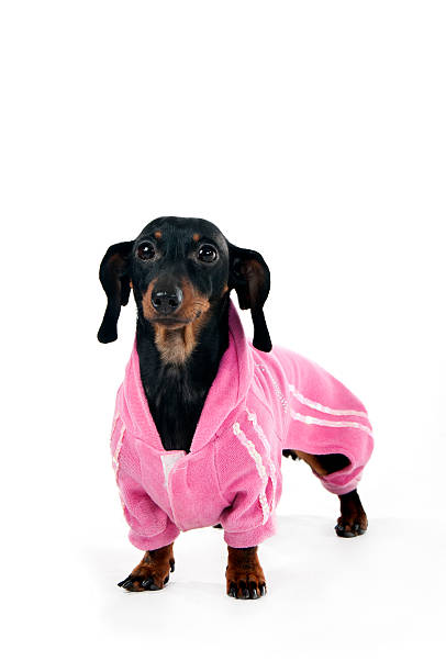 istock Dachshund in a pink suit 120181056