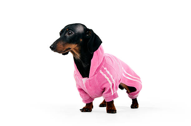 istock Dachshund in a pink suit 120181058