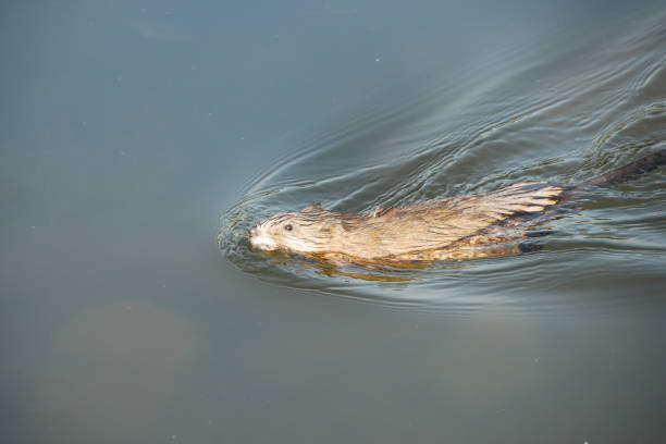 istock An otter is swimming in a pond 1201810752