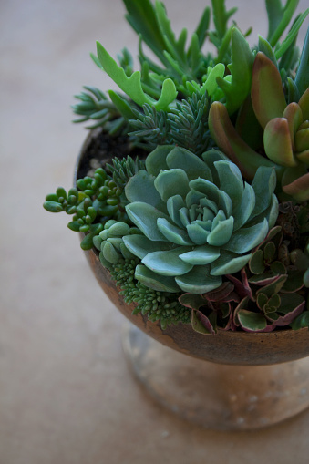 Succulent plants in a goblet composition detail close-up