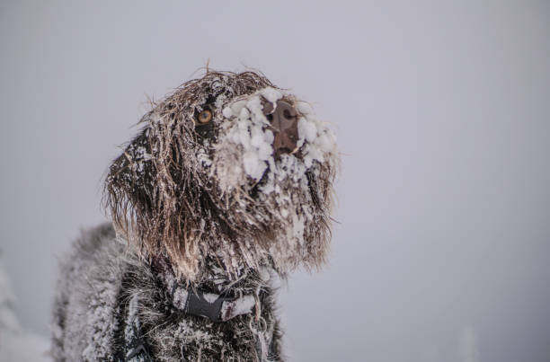 beautiful dog playing on a snow after recent snowfall in Vancouver Canada British Columbia playful  animals animal, background, beautiful, beauty, blue, breed, brown, canada, canine, cute, cypress mountain, dog, dog playing on snow, doggy, dogs, friend, fun, funny, happy, hunt, landscape, nature, outdoor, outdoors, outside, park, pet, playful, playing, portrait, powder, powder fun, pretty, puppy, purebred, red, sheepdog, sitting, sky, small, snow, snow fun, snowshoes, vancouver, white, wild, wildlife, winter snowshoeing snow shoe red stock pictures, royalty-free photos & images