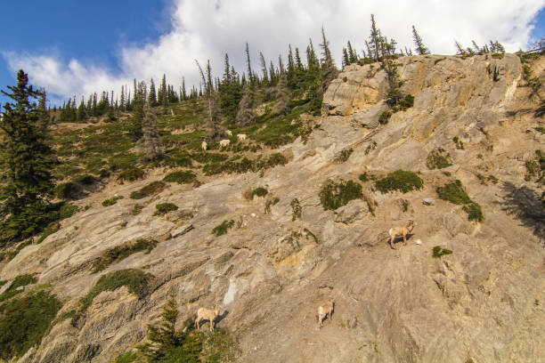 istock Group of mountain goats on rock 1201813122