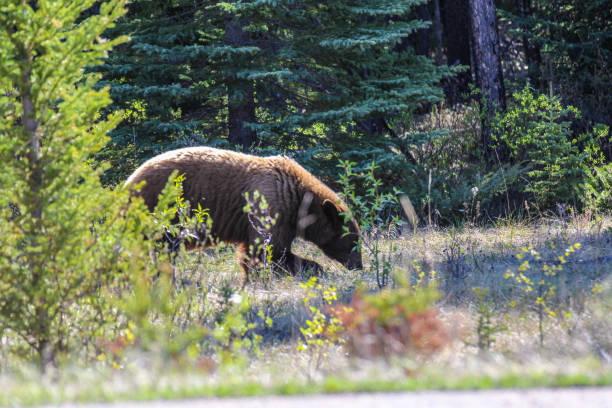 istock Grizzly bear hanging out and feeding 1201813232