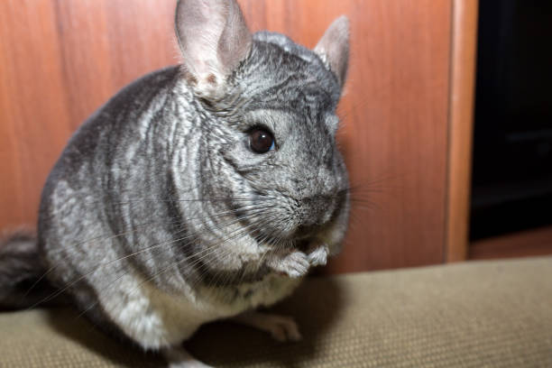 istock Grey chinchilla is sitting on the sofa. Cute fluffy pet. 1201813286