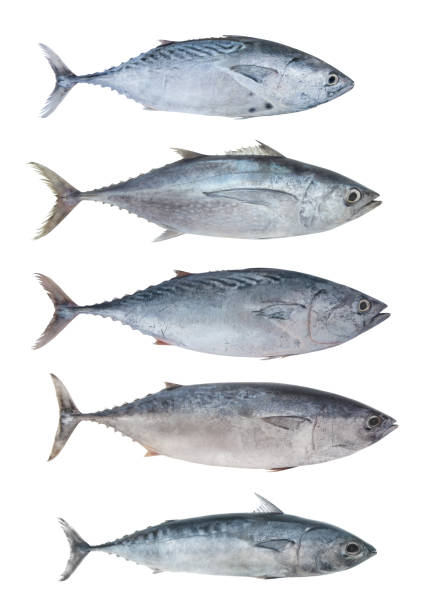 Collection of isolated tuna fish Several raw tuna fishes isolated on white background frigate mackerel stock pictures, royalty-free photos & images