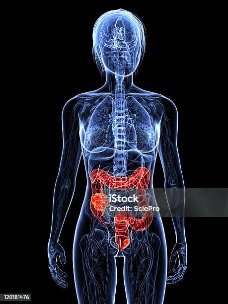 Colon Krebs Stockfoto und mehr Bilder von Anatomie - Anatomie, Biologie, Blau