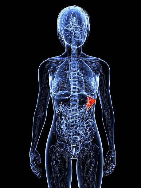 istock spleen cancer 120181586