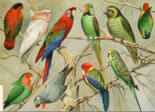 papuga budgerigar macaw w tropikalnej ilustracji lasu deszczowego - egzotyczny ptak obrazy stock illustrations