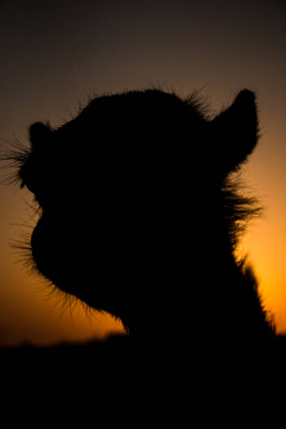 istock Silhouette of a friendly camel in Al Ain, UAE 1201818011