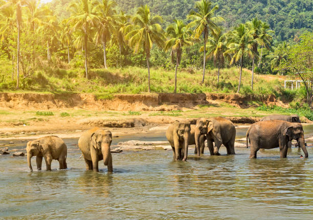 istock elephant in jungle river washing leisure outdoor. 1201818074