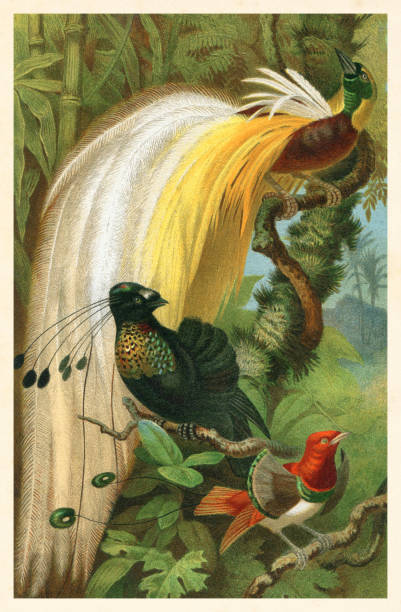 Bird-of-paradise Paradisaeidae in tropical rainforest illustration The birds-of-paradise are members of the family Paradisaeidae of the order Passeriformes. The majority of species are found in New Guinea and eastern Australia.
Original edition from my own archives
Source : "Meyers Konversationslexikon Band 13" 1897 paradisaeidae stock illustrations