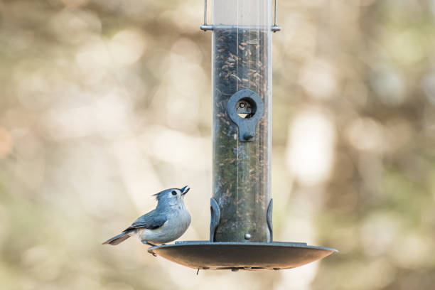 istock Tufted titmouse eating seeds at a feeder 1201818624