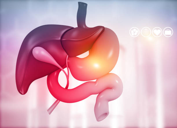 간 위 췌장 담낭 과 비장의 해부학 - descending colon 뉴스 사진 이미지